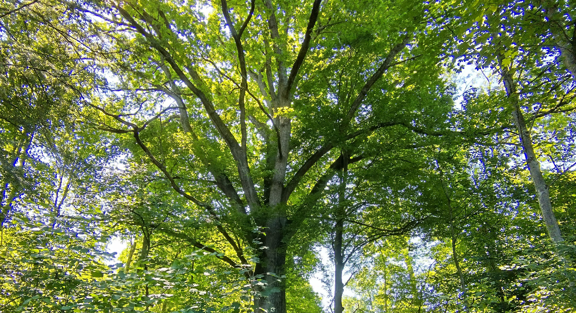 Ausschnitt aus der Krone einer mächtigen Eiche umgeben von anderen Bäumen im Wald.